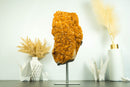 Large Orange Citrine Cluster with a Large Rosette Flower (Stalactite)