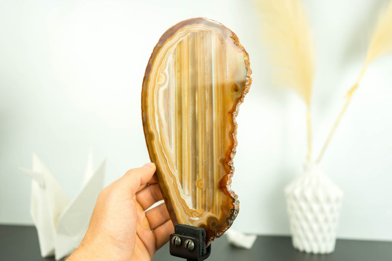 Rare Natural Soledade Lace Agate Slice with Intact Horizontal Bandings