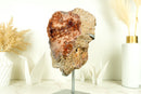 Seltene rote und rosa Amethyst-Geode mit tiefrotem Amethyst-Druzy