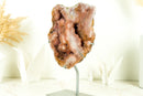 SELTENE kleine rosa & rote Amethyst-Geode mit AAA-Rose und rotem Amethyst-Drusen