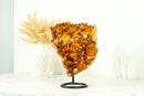 Natural Rich Orange Citrine Cluster with AAA Madeira Orange Citrine Druzy on Stand - 4.1 Kg - 9.0 lb - E2D Crystals & Minerals