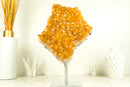 Citrine Crystal with Shiny Golden Yellow Citrine Druzy on Display