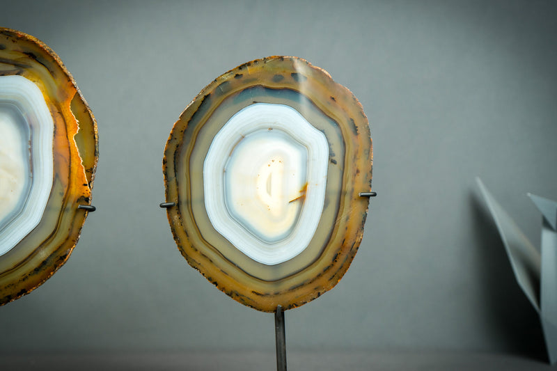 Trio aus seltenen blauen und bernsteinfarbenen Achatscheiben auf Holzsockel, natürliche dekorative Kunst
