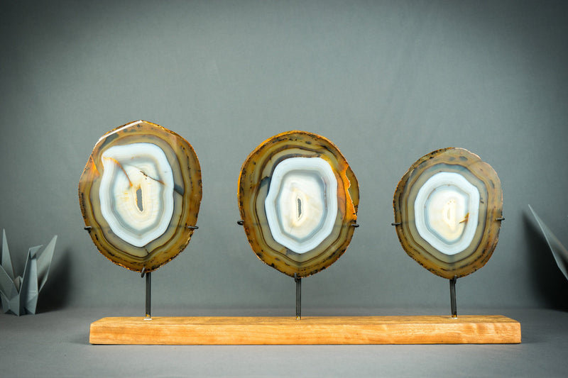 Trio aus seltenen blauen und bernsteinfarbenen Achatscheiben auf Holzsockel, natürliche dekorative Kunst