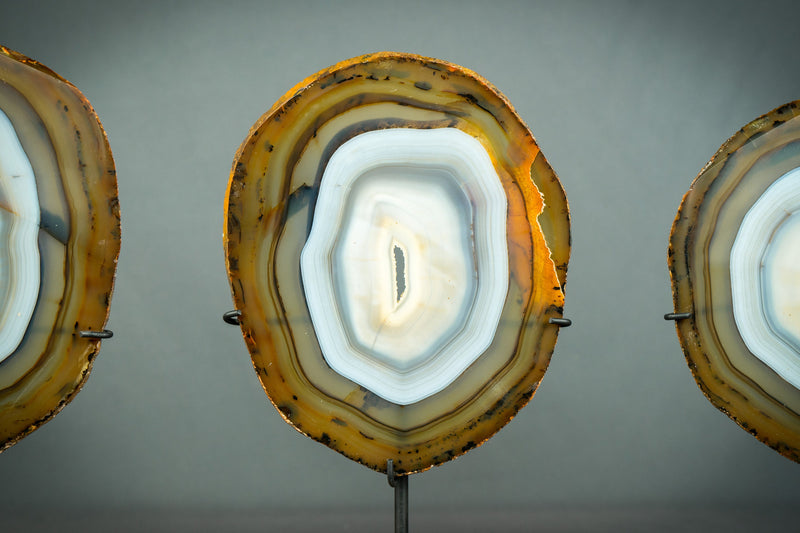 Trio aus seltenen blauen und bernsteinfarbenen Achatscheiben auf Holzsockel, natürliche dekorative Kunst