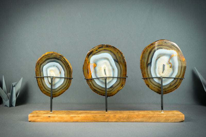 Trio aus seltenen blauen und bernsteinfarbenen Achatscheiben auf Holzsockel, natürliche dekorative Kunst