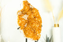 Citrine Cluster with Rare Flower Stalactite, AAA Golden Yellow Citrine Color and Calcite - E2D Crystals & Minerals