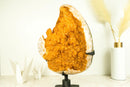 Rare Extra - Large Citrine Flower Cluster with Sparkling Golden - Orange Druzy - E2D Crystals & Minerals