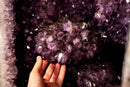 X - Large Amethyst Geode with Rare Golden Rutile (Goethite) Flower - E2D Crystals & Minerals