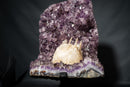 Amethyst Cluster with Rare Intact “Excalibur” Long Scalenohedral Calcites in/on Calcite (Uruguay) – Large Cabinet Specimen - 17 In - 39 Lb - E2D Crystals & Minerals