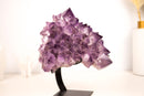 Amethyst Flower Cluster with Large, Aesthetic Lavender Purple Amethyst Points - E2D Crystals & Minerals