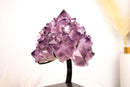 Amethyst Flower Cluster with Large, Aesthetic Lavender Purple Amethyst Points - E2D Crystals & Minerals