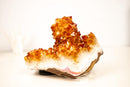 Natural Citrine Rosette Crystal Cluster with a Large Deep Orange Stalactite - E2D Crystals & Minerals