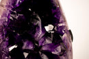 Large Half - Moon Amethyst Cluster with AAA Deep Purple Crystal Points - E2D Crystals & Minerals