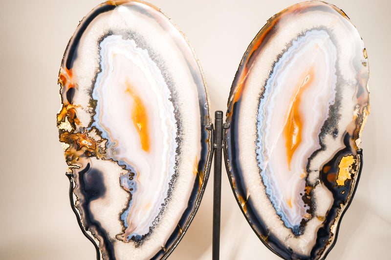 Lace Agate Butterfly Wings – Collector's Grade Black, Clear, Blue & Yellow Agate Patterns - E2D Crystals & Minerals
