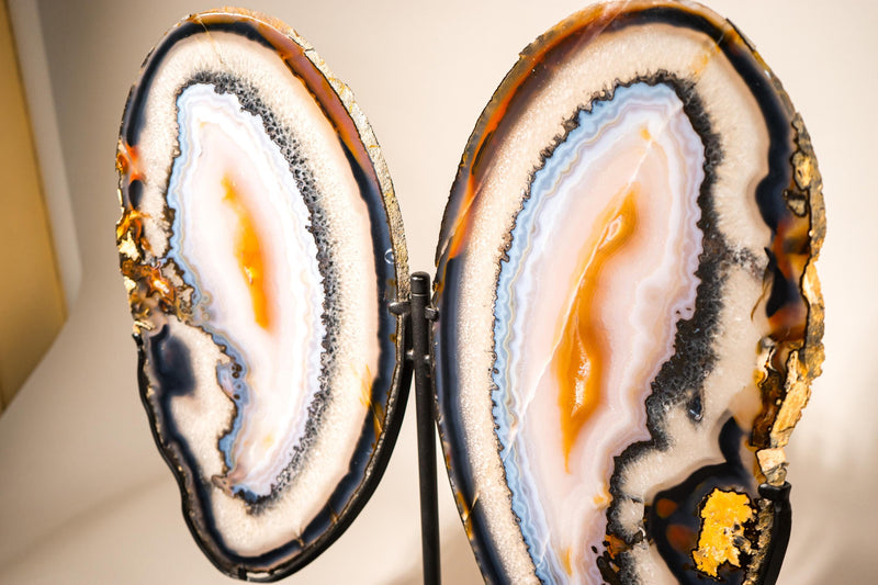 Lace Agate Butterfly Wings – Collector's Grade Black, Clear, Blue & Yellow Agate Patterns - E2D Crystals & Minerals