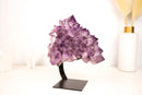 Amethyst Flower Cluster with Large, Aesthetic Lavender Purple Amethyst Points - E2D Crystals & Minerals