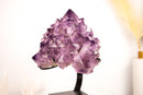 Amethyst Flower Cluster with Large, Aesthetic Lavender Purple Amethyst Points - E2D Crystals & Minerals