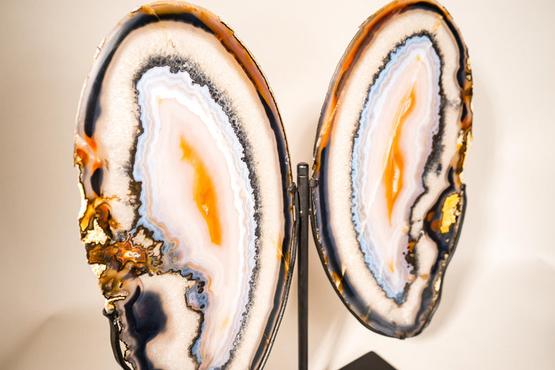 Lace Agate Butterfly Wings – Collector's Grade Black, Clear, Blue & Yellow Agate Patterns - E2D Crystals & Minerals