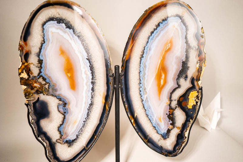 Lace Agate Butterfly Wings – Collector's Grade Black, Clear, Blue & Yellow Agate Patterns - E2D Crystals & Minerals