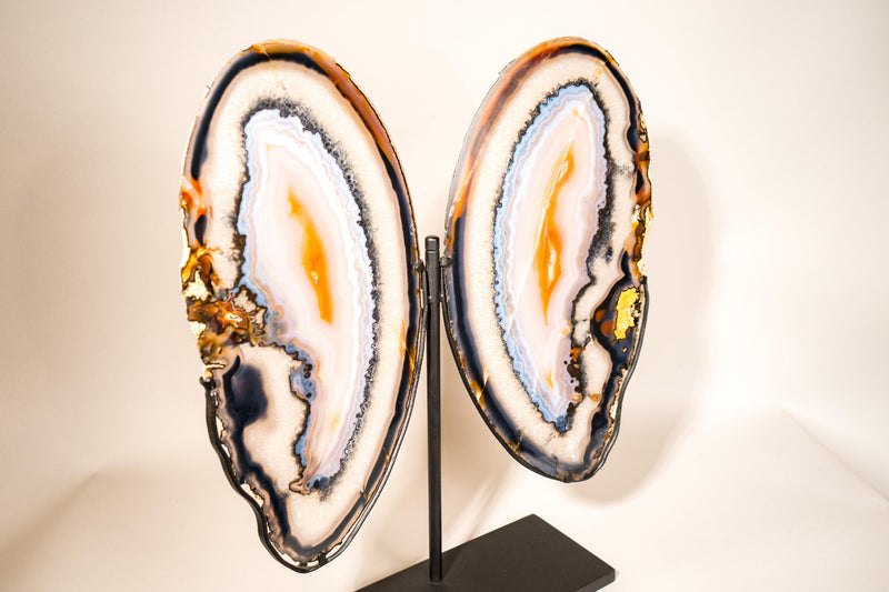 Lace Agate Butterfly Wings – Collector's Grade Black, Clear, Blue & Yellow Agate Patterns - E2D Crystals & Minerals