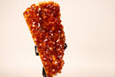 Natural Madeira Citrine Cluster with Rare, AAA - Grade Red Orange Citrine - E2D Crystals & Minerals