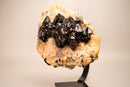 Rare Cacoxenite (Seven Stone) Amethyst Elestial Cluster on Feldspar & Quartz Matrix - E2D Crystals & Minerals