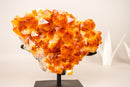 AAA - Grade Natural Citrine Crystal Cluster with Large Sparkling Madeira Orange Druzy, on Custom Stand - 5.8 Kg - 13 lb - E2D Crystals & Minerals
