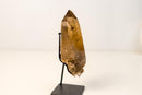Small Genuine Natural Citrine Crystal – Bi - Terminated Water - Clear Honey - Orange Quartz Specimen - 785g - 1.7 lb - E2D Crystals & Minerals
