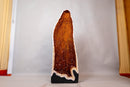 Tall AAA Citrine Cathedral Geode with Golden - Orange Sparkly Druzy – 3.85 ft - E2D Crystals & Minerals