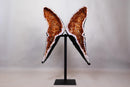AAA Natural Citrine Butterfly Geode, Deep Cognac Orange Citrine - E2D Crystals & Minerals