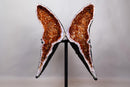 AAA Natural Citrine Butterfly Geode, Deep Cognac Orange Citrine - E2D Crystals & Minerals