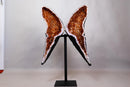 AAA Natural Citrine Butterfly Geode, Deep Cognac Orange Citrine - E2D Crystals & Minerals