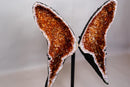 AAA Natural Citrine Butterfly Geode, Deep Cognac Orange Citrine - E2D Crystals & Minerals
