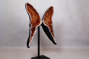 AAA Natural Citrine Butterfly Geode, Deep Cognac Orange Citrine - E2D Crystals & Minerals