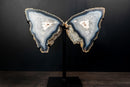 Natural Blue Lace Agate Butterfly Wings Geode on Stand - Exceptional Natural Formation, 18 In. 24 Lb. - E2D Crystals & Minerals