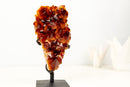 AAA - Grade Madeira Citrine Crystal Cluster with Large Druzy - E2D Crystals & Minerals