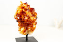 Natural Citrine Cluster with AAA, Large Madeira Orange Citrine Druzy - E2D Crystals & Minerals