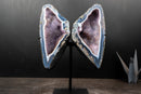 Lace Agate “Angel Wings” Geode – Blue & White Banding with Galaxy Amethyst - E2D Crystals & Minerals
