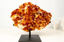 AAA Madeira Citrine Druzy Cluster – Intense Orange to Reddish Crystal Points - E2D Crystals & Minerals