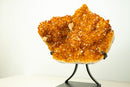 AAA Brazilian Golden-Orange Citrine Druzy Cluster with Flower Stalactites on Stand - Large Size (16 in | 25 lb)