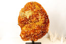 X-Large AAA Madeira Orange Citrine Cluster – Natural Galaxy Druzy Crystal on a Sculptural Form (18.7 kg | 41.2 lb)