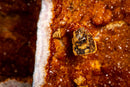 Large Pair of AAA Citrine Cathedral Geodes – Fiery Orange Crystal Druzy, Super Extra Collector Specimens (102 lb | 46 kg)