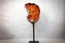 Statement Large Sculptural Crescent Moon Madeira Citrine Geode with AAA-Grade Orange Druzy & White Quartz Border (67 In. 196 Lb) - E2D Crystals & Minerals