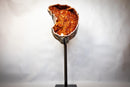 Statement Large Sculptural Crescent Moon Madeira Citrine Geode with AAA-Grade Orange Druzy & White Quartz Border (67 In. 196 Lb) - E2D Crystals & Minerals