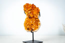 Small Self-Standing Citrine Crystal Cluster – Golden Yellow Brazilian Specimen, Ethically Sourced (4.4 lb) - E2D Crystals & Minerals