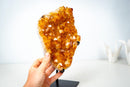 Small High-Grade Brazilian Citrine Cluster – Vibrant Golden-Orange Crystal Druzy on Custom Stand (7.5 In / 2.5 Lb) - E2D Crystals & Minerals