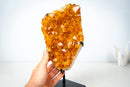 Small High-Grade Brazilian Citrine Cluster – Vibrant Golden-Orange Crystal Druzy on Custom Stand (7.5 In / 2.5 Lb) - E2D Crystals & Minerals