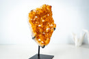 Small High-Grade Brazilian Citrine Cluster – Vibrant Golden-Orange Crystal Druzy on Custom Stand (7.5 In / 2.5 Lb) - E2D Crystals & Minerals