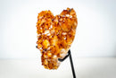 AAA Madeira Citrine Crystal Cluster – Large Gemmy Golden-Orange Points on Stand (4.1 Kg / 9.0 lb) - E2D Crystals & Minerals